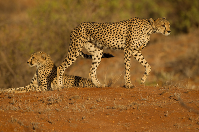 cheetah